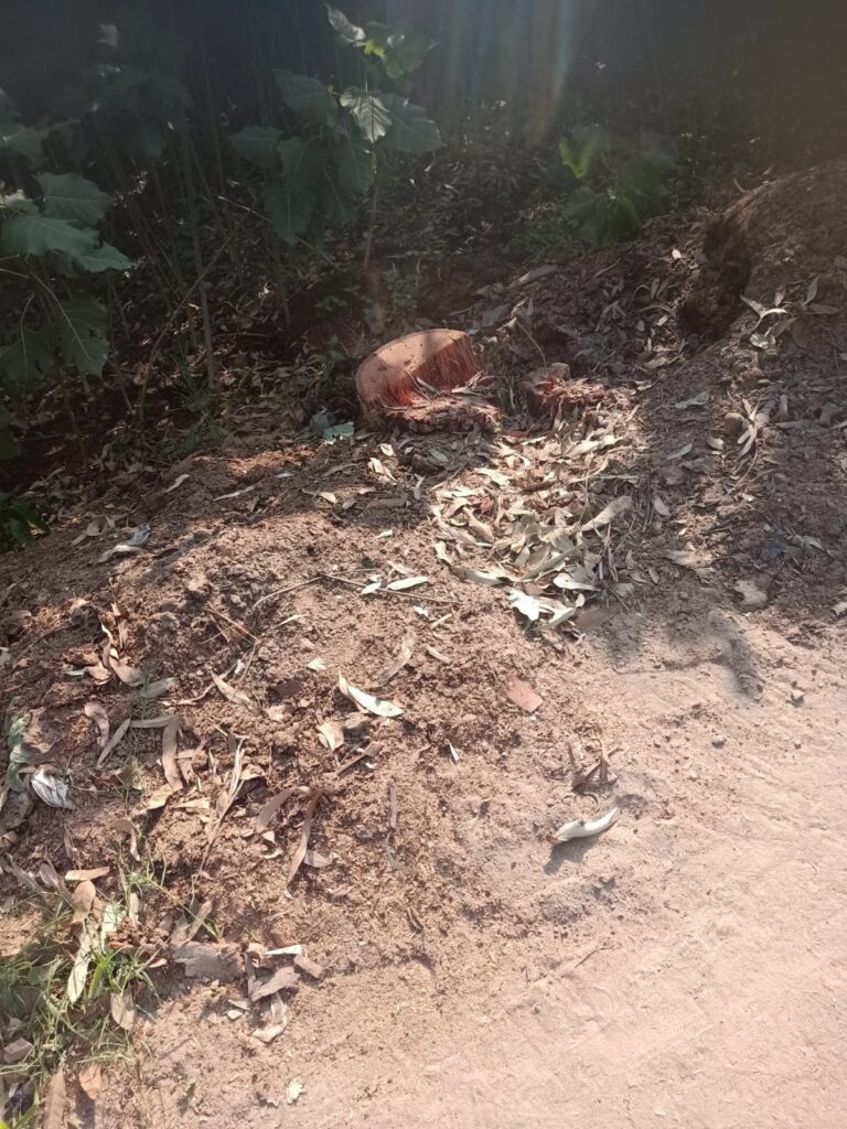 वार्ड नम्बर 8 में सरकारी भूमि से दो लिप्टिस के बड़े पेड़ चोरी से काटने का मामला,,,