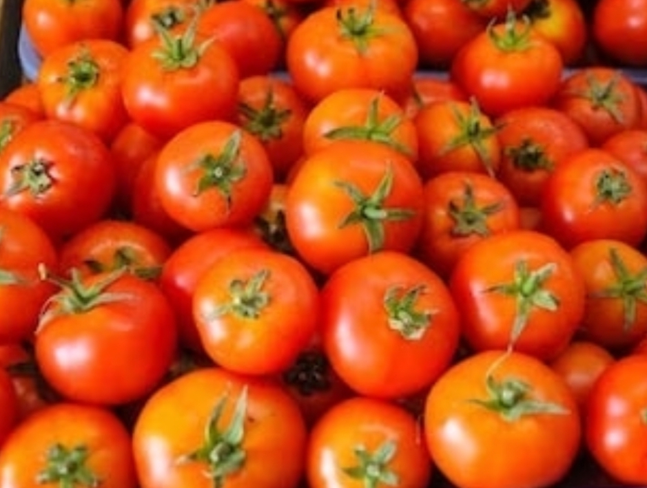 26 किलो टमाटर चोरी का मुकद्दमा दर्ज,चोरों की तलाश में पुलिस जुटी,,,