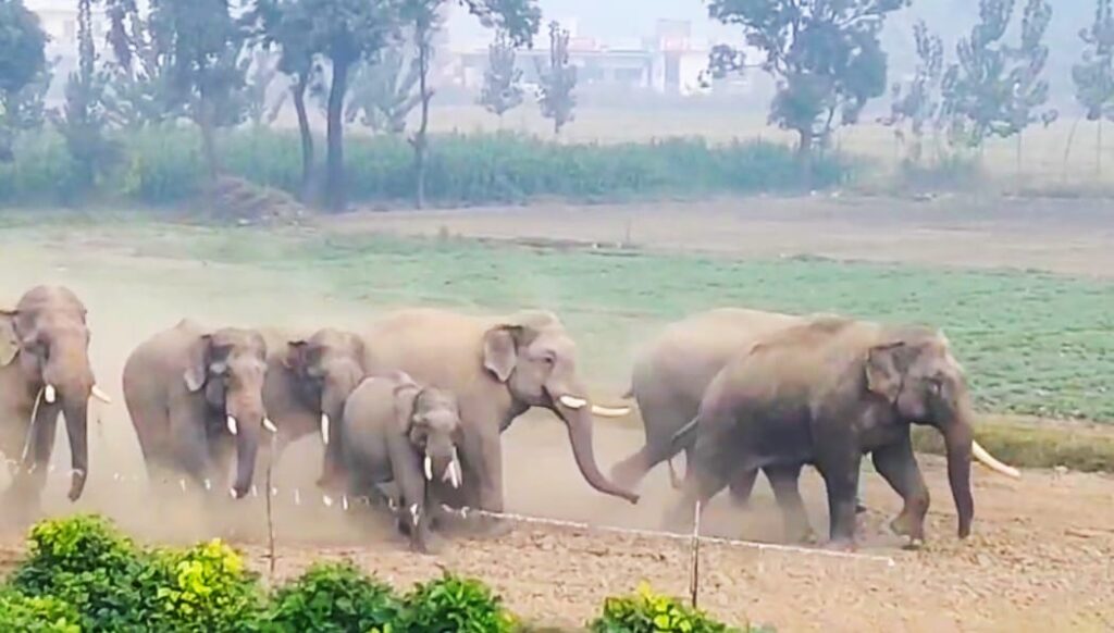 गाडोवाली के पास स्थित आम के बाग में हाथियों के झुंड के आने से ग्रामीणों में मची अफरा-तफरी ,,,
