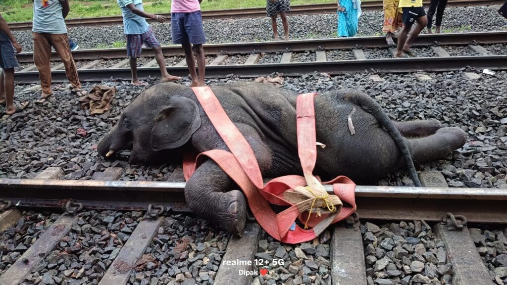 राजाजी टाइगर रिजर्व के मोतीचूर क्षेत्र में मंगलवार को दर्दनाक हादसा हो गया। हरिद्वार से देहरादून की ओर जा रही हावड़ा एक्सप्रेस की चपेट में आने से एक शिशु हाथी की मौके पर ही हुई मौत,,,