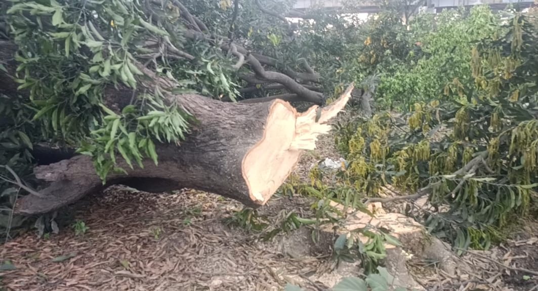 उद्यान अधिकारी की सेटिंग से मंगलौर में आम के बागों पर आरी का कहर जारी, एक बार फिर तीन दर्जन से अधिक पेड़ काटे ,,,