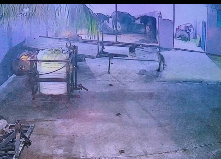 धनोरा गांव के घर में घुसा गुलदार, CCTV में कैद हुई घटना , ग्रामीणों में हो रही दहशत,,,