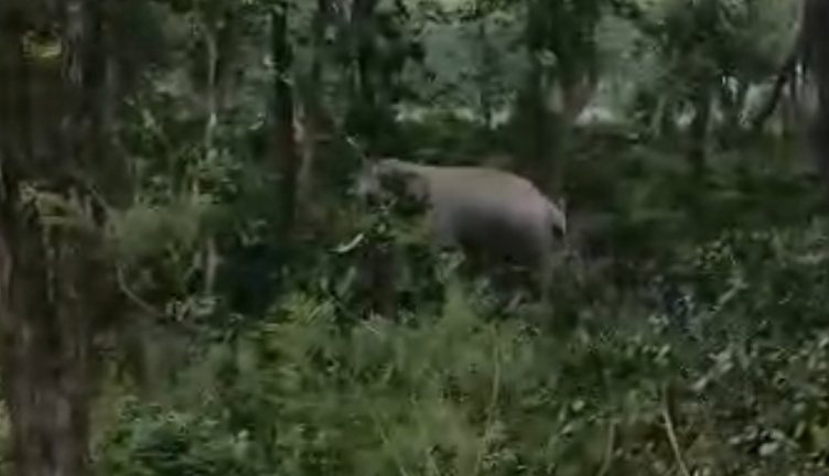 कलियर क्षेत्र में करीब चार महीने बाद एक बार फिर हाथी की रिहायशी इलाके में एंट्री से लोगो मे दहशत,,,