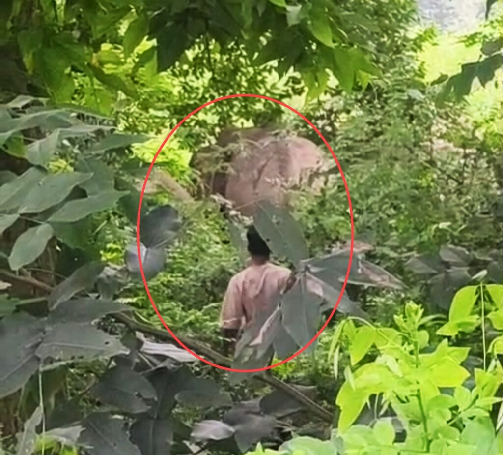 मंगलवार शाम कलियर-धनौरी रोड पर अचानक चार जंगली हाथियों की दस्तक से राहगीरों और ग्रामीणों में मची अफरा-तफरी,,,