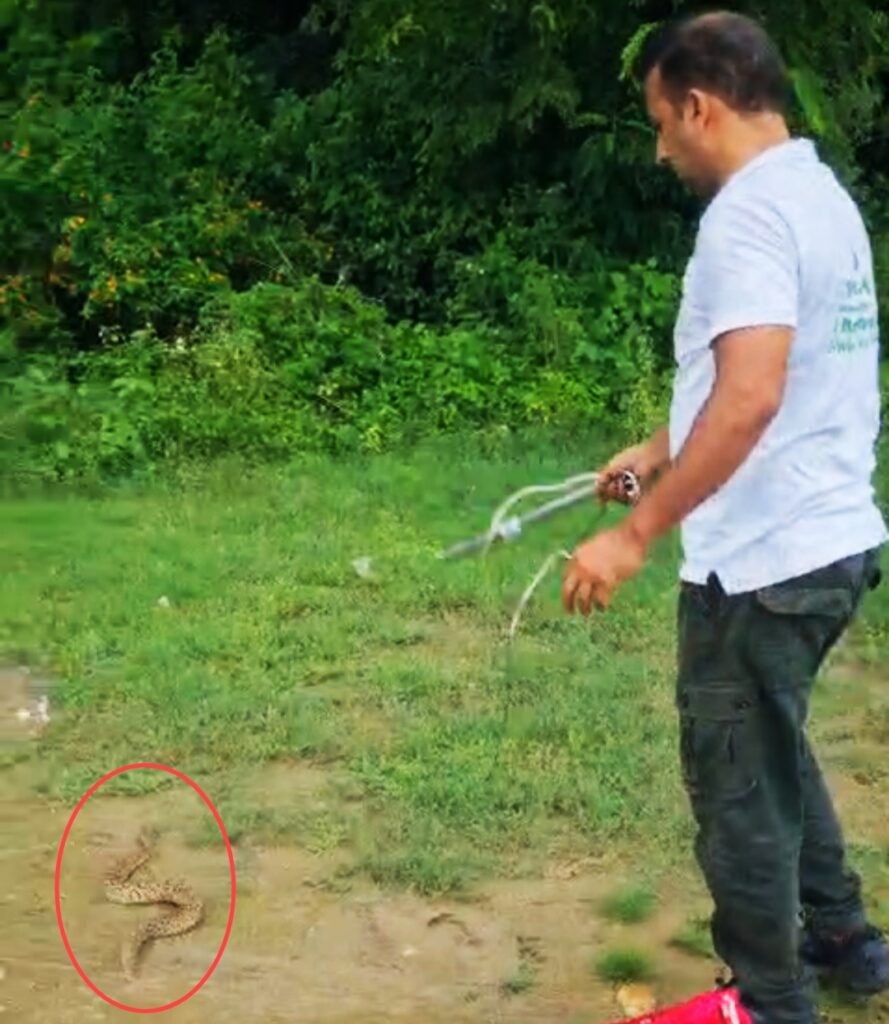 ऋषिकुल क्षेत्र में एक दुकान में खतरनाक रसेल वाइपर सांप घुसने से मचा हड़कंप ,,,